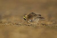 Shore lark or Horned lark (Eremophila alpestris) adult bird on a beach, Suffolk, England, United Kingdom [IBR124476173]