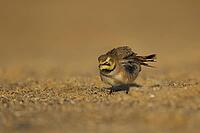 Shore lark or Horned lark (Eremophila alpestris) adult bird on a beach, Suffolk, England, United Kingdom [IBR124476174]