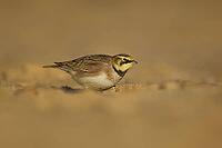 Shore lark or Horned lark (Eremophila alpestris) adult bird on a beach, Suffolk, England, United Kingdom [IBR124476175]