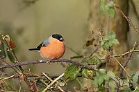 Eurasian bullfinch (Pyrrhula pyrrhula) adult male bird feeding on nettle seeds in a hedgerow in winter, Suffolk, England, United Kingdom [IBR124476178]