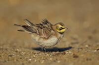 Shore lark or Horned lark (Eremophila alpestris) adult bird on a beach, Suffolk, England, United Kingdom [IBR124476179]