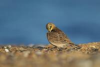 Shore lark or Horned lark (Eremophila alpestris) adult bird preening on a beach, Suffolk, England, United Kingdom [IBR124476180]