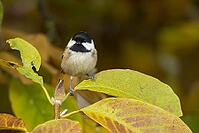 Coal tit (Periparus ater) adult garden bird in a Magnolia tree with autumn colour leaves, Suffolk, England, United Kingdom [IBR124476181]