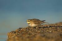 Shore lark or Horned lark (Eremophila alpestris) adult bird on a beach, Suffolk, England, United Kingdom [IBR124476182]