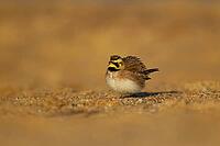 Shore lark or Horned lark (Eremophila alpestris) adult bird on a beach, Suffolk, England, United Kingdom [IBR124476183]
