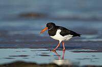 Eurasian oystercatcher (Haematopus ostralegus) adult wading bird on a beach, Norfolk, England, United Kingdom [IBR124476184]