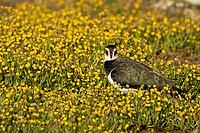 Northern lapwing (Vanellus vanellus) adult wading bird in yellow flowers in grassland, England, United Kingdom [IBR124476185]