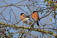 Eurasian bullfinch (Pyrrhula pyrrhula) adult male bird in a hedgerow in winter, Suffolk, England, United Kingdom [IBR124476186]