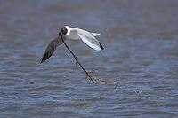 Black headed gull (Chroicocephalus ridibundus) adult seagull bird carrying nesting material in its beak over a lagoon in spring, RSPB Titchwell nature reserve, Norfolk, England, United Kingdom [IBR124476187]