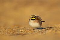 Shore lark or Horned lark (Eremophila alpestris) adult bird on a beach, Suffolk, England, United Kingdom [IBR124476188]