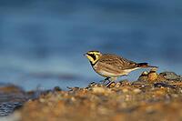 Shore lark or Horned lark (Eremophila alpestris) adult bird feeding on a beach, Suffolk, England, United Kingdom [IBR124476189]