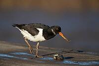 Eurasian oystercatcher (Haematopus ostralegus) adult wading bird feeding on a mussel shell on a harbour jetty, Norfolk, England, United Kingdom [IBR124476190]