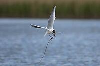 Black headed gull (Chroicocephalus ridibundus) adult seagull bird carrying nesting material in its beak over a lagoon in spring, RSPB Titchwell nature reserve, Norfolk, England, United Kingdom [IBR124476191]