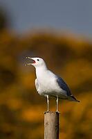 Common gull (Larus canus) adult seagull bird calling from a fence post in spring, Suffolk, England, United Kingdom [IBR124476192]