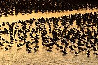 Black tailed godwit (Limosa limosa) adult wading birds in a large flock at high tide on a shallow lagoon at sunset, RSPB Frampton marsh nature reserve, Lincolnshire, England, United Kingdom [IBR124476193]