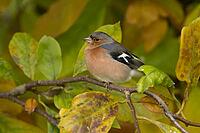 Eurasian chaffinch (Fringilla coelebs) adult male garden bird in a Magnolia tree with autumn colour leaves, Suffolk, England, United Kingdom [IBR124476194]