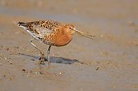 Black tailed godwit (Limosa limosa) adult male wading bird in summer plumage feeding on a mudflat, Norfolk, England, United Kingdom [IBR124476195]