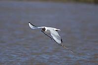 Black headed gull (Chroicocephalus ridibundus) adult seagull bird carrying nesting material in its beak over a lagoon in spring, RSPB Titchwell nature reserve, Norfolk, England, United Kingdom [IBR124476196]