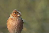 Eurasian chaffinch (Fringilla coelebs) adult male garden bird feeding on a sunflower seed, Suffolk, England, United Kingdom [IBR124476197]