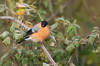 Eurasian bullfinch (Pyrrhula pyrrhula) adult male bird in a hedgerow in winter, Suffolk, England, United Kingdom [IBR124476198]