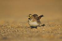 Shore lark or Horned lark (Eremophila alpestris) adult bird on a beach, Suffolk, England, United Kingdom [IBR124476199]