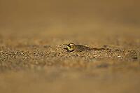 Shore lark or Horned lark (Eremophila alpestris) adult bird on a beach, Suffolk, England, United Kingdom [IBR124476200]