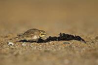 Shore lark or Horned lark (Eremophila alpestris) adult bird on a beach, Suffolk, England, United Kingdom [IBR124476201]
