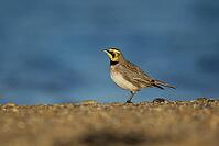 Shore lark or Horned lark (Eremophila alpestris) adult bird on a beach, Suffolk, England, United Kingdom [IBR124476202]