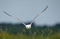 Lesser black-backed gull (Larus fuscus) adult seagull bird aggresive pose in flight, Suffolk, England, United Kingdom [IBR124476203]