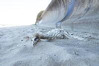Northern gannet (Morus bassanus) adult seabird bird dead on a beach, Suffolk, England, United Kingdom [IBR124476204]