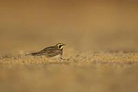 Shore lark or Horned lark (Eremophila alpestris) adult bird on a beach, Suffolk, England, United Kingdom [IBR124476206]