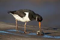 Eurasian oystercatcher (Haematopus ostralegus) adult wading bird feeding on a mussel shell on a harbour jetty, Norfolk, England, United Kingdom [IBR124476207]