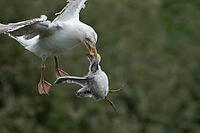 Herring gull (Larus argentatus) adult seagull bird with a Kittiwake (Rissa tridactyla) juvenile baby bird in its beak for food, RSPB Bempton cliffs nature reserve, Yorkshire, England, United Kingdom [IBR124476208]