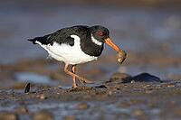 Eurasian oystercatcher (Haematopus ostralegus) adult wading bird carrying a mussel shell for food in its beak on a mudflat, Norfolk, England, United Kingdom [IBR124476209]