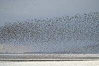 Red knot (Calidris canutus) adult wading birds flying in a large flock at high tide at sunset, RSPB Snettisham nature reserve, Norfolk, England, United Kingdom [IBR124476210]