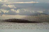 Red knot (Calidris canutus) adult wading birds flying in a large flock at high tide at sunset, RSPB Snettisham nature reserve, Norfolk, England, United Kingdom [IBR124476211]