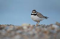 Ringed plover (Charadrius hiaticula) adult wading bird on a shingle beach, Suffolk, England, United Kingdom [IBR124476212]