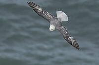 Northern fulmar (Fulmarus glacialis) adult seabird bird in flight, RSPB Bempton cliffs nature reserve, Yorkshire, England, United Kingdom [IBR124476213]