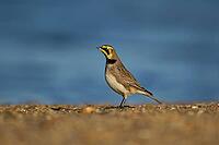Shore lark or Horned lark (Eremophila alpestris) adult bird on a beach, Suffolk, England, United Kingdom [IBR124476214]