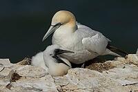 Northern gannet (Morus bassanus) adult seabird bird and juvenile baby chick on a nest on a cliff in summer, RSPB Bempton cliffs nature reserve, Yorkshire, England, United Kingdom [IBR124476216]