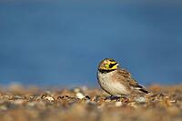 Shore lark or Horned lark (Eremophila alpestris) adult bird on a beach, Suffolk, England, United Kingdom [IBR124476217]