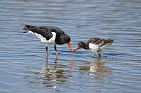 Eurasian oystercatcher (Haematopus ostralegus) adult parent wading bird and juvenile baby chick in a shallow lagoon in summer, RSPB Minsmere nature reserve, Suffolk, England, United Kingdom [IBR124476219]