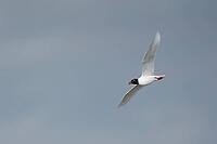 Mediterranean gull (Ichthyaetus melanocephalus) adult seagull bird in flight, England, United Kingdom [IBR124476220]
