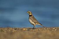 Shore lark or Horned lark (Eremophila alpestris) adult bird on a beach, Suffolk, England, United Kingdom [IBR124476221]