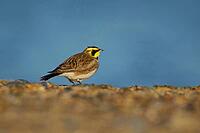 Shore lark or Horned lark (Eremophila alpestris) adult bird on a beach, Suffolk, England, United Kingdom [IBR124476222]
