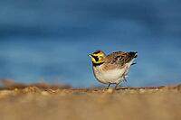 Shore lark or Horned lark (Eremophila alpestris) adult bird on a beach, Suffolk, England, United Kingdom [IBR124476223]