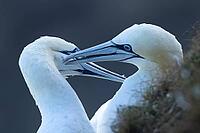 Northern gannet (Morus bassanus) two adult seabird birds preening each other during their love courtship display on a cliff in summer, RSPB Bempton cliffs nature reserve, Yorkshire, England, United Kingdom [IBR124476225]