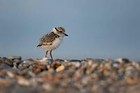 Ringed plover (Charadrius hiaticula) juvenile baby chick wading bird on a shingle beach in summer, Suffolk, England, United Kingdom [IBR124476226]