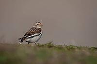 Snow bunting (Plectrophenax nivalis) adult bird on a coastal grassland in winter, Norfolk, England, United Kingdom [IBR124476227]