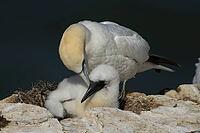 Northern gannet (Morus bassanus) adult seabird bird and juvenile baby chick on a nest on a cliff in summer, RSPB Bempton cliffs nature reserve, Yorkshire, England, United Kingdom [IBR124476228]